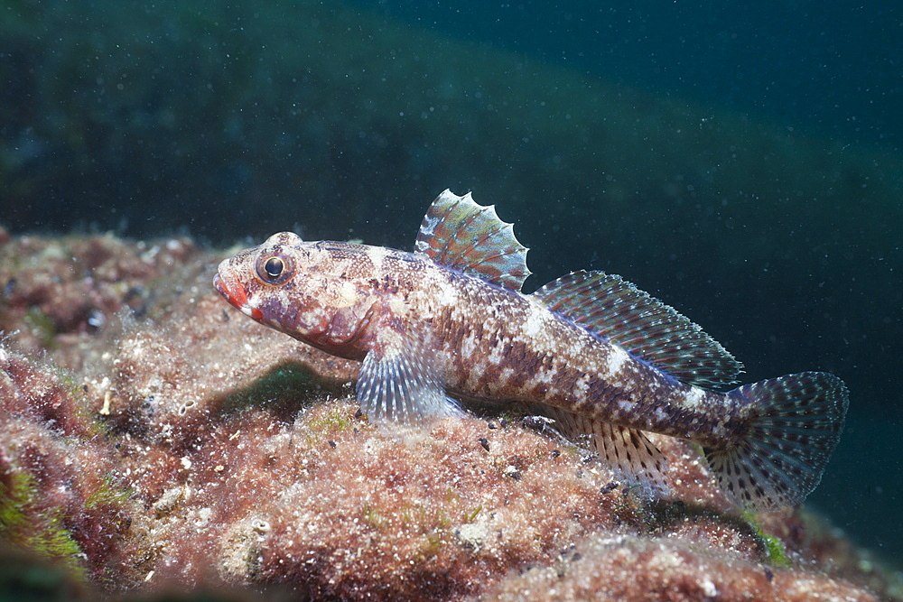 Red Lip Goby, Gobius cruentatus, Istria, Adriatic Sea, Croatia