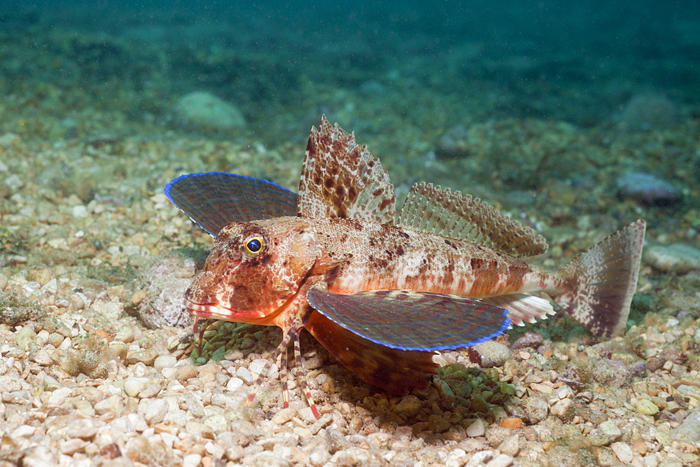 Streaked Gurnard, Trigloporus lastoviza, Istria, Adriatic Sea, Croatia