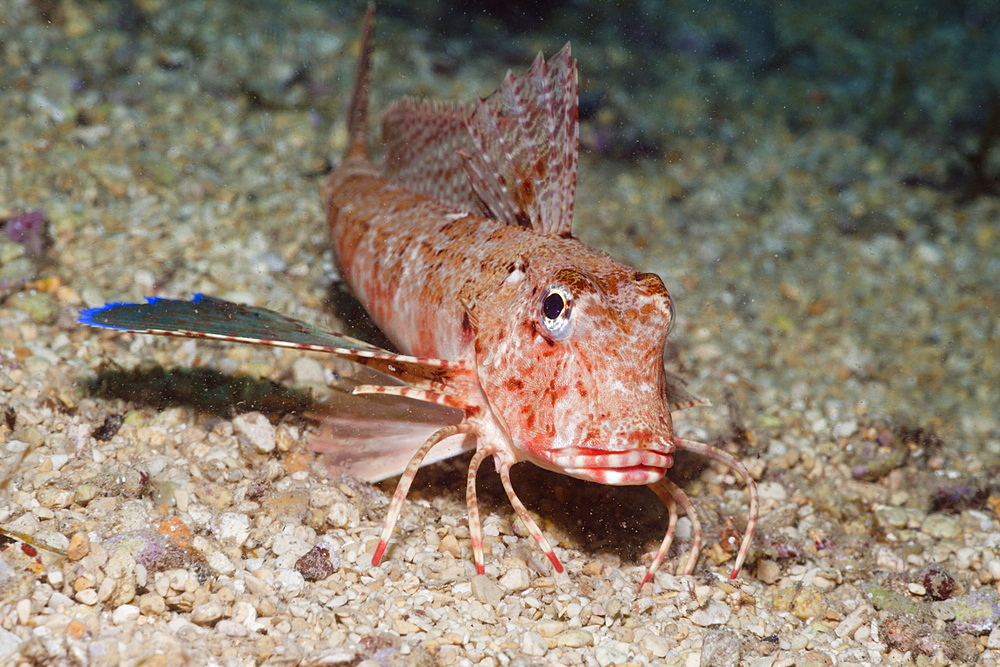 Streaked Gurnard, Trigloporus lastoviza, Istria, Adriatic Sea, Croatia