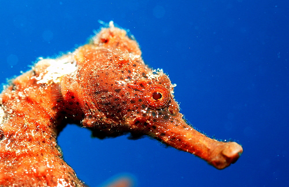 Longsnout Seahorse, Hippocampus reidi,