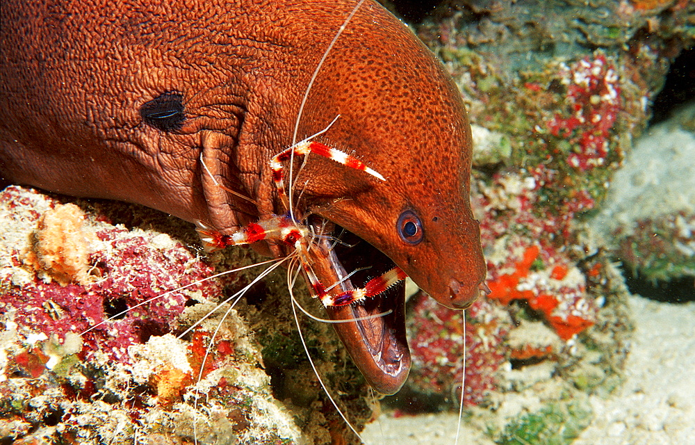 Cleaner shrimp cleaning Yellow-margined moray, Stenopus hispidus, Gymnothorax flavimarginatus, Maldives Island, Indian Ocean