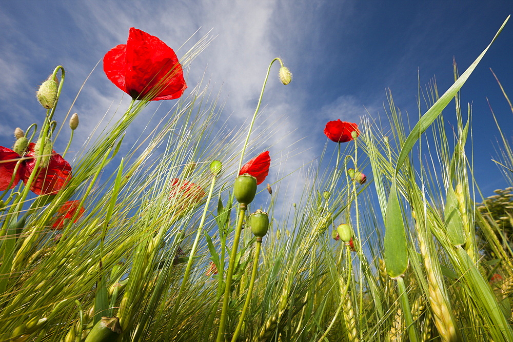 Red Poppy in Corn Field, Papaver rhoeas, Munich, Bavaria, Germany