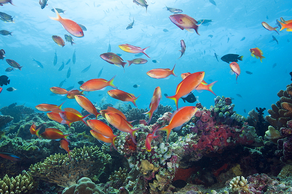 Lyretail Anthias, Pseudanthias squamipinnis, North Ari Atoll, Maldives