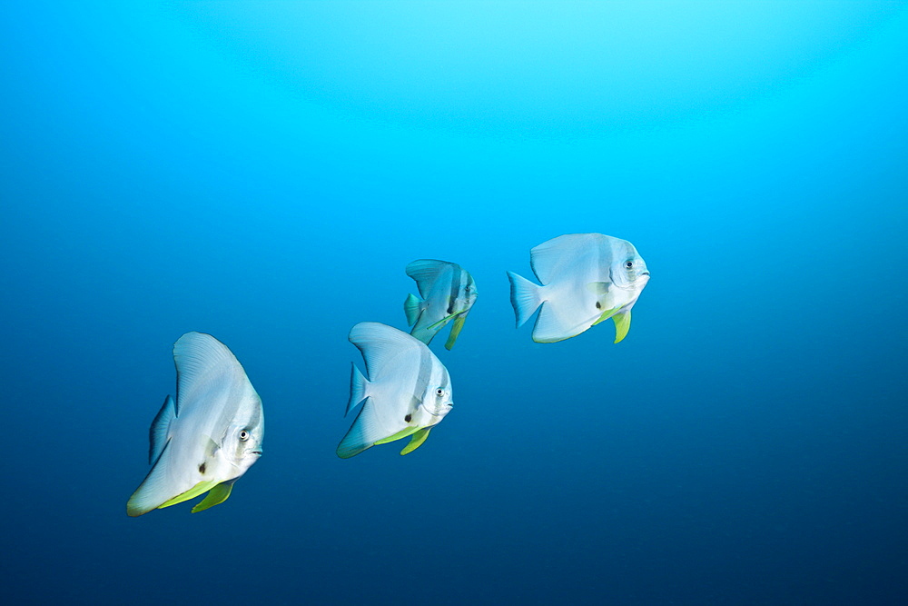 Longfin Batfish, Platax teira, North Ari Atoll, Maldives