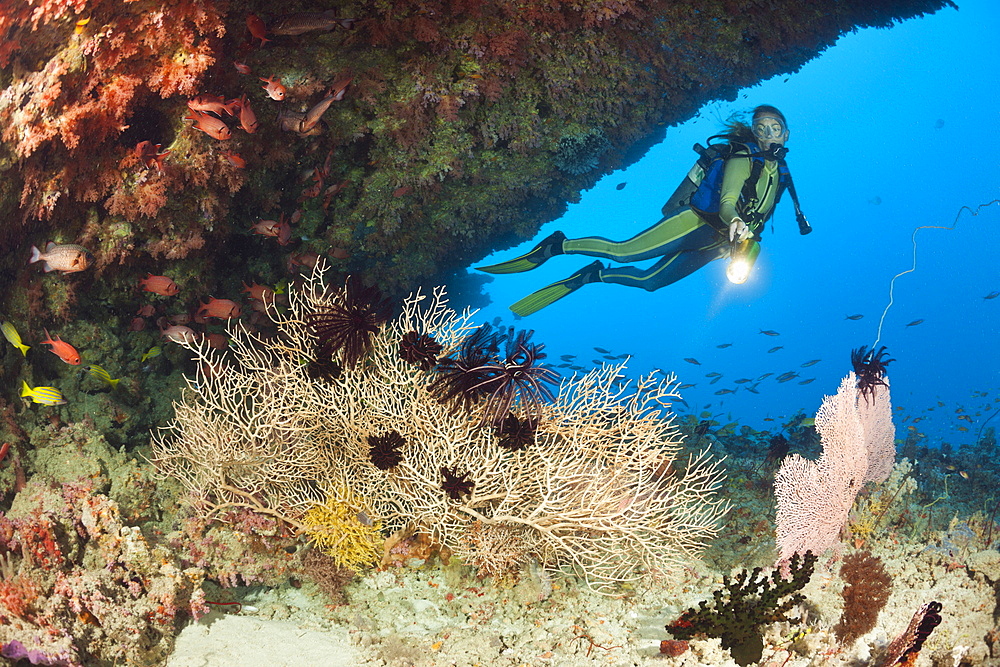 Overhang with Sea Fan and Diver, Himendhoo Thila, North Ari Atoll, Maldives