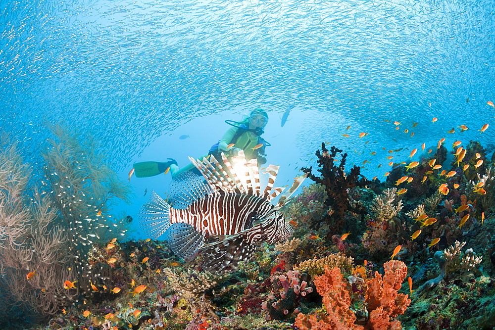 Lionfish and Diver, Pterois miles, Maya Thila, North Ari Atoll, Maldives