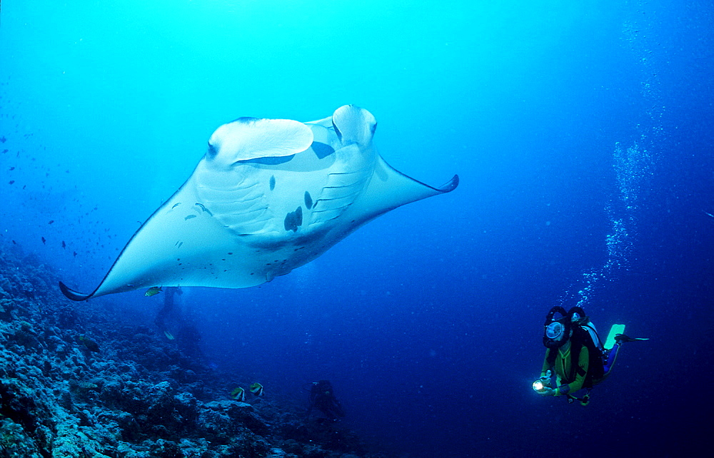 Manta ray and scuba diver, Manta birostris, Maldives Island, Indian Ocean, Ari Atol