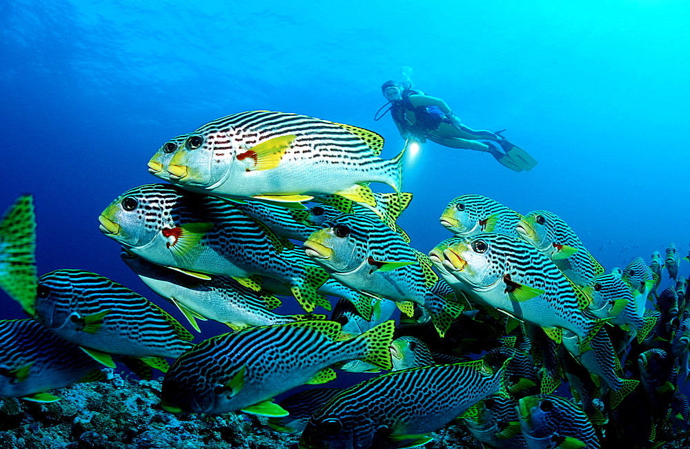 Diagonal-banded sweetlips and sucba diver, Plectorhinchus lineatus, Australia, Pacific Ocean, Coral Sea