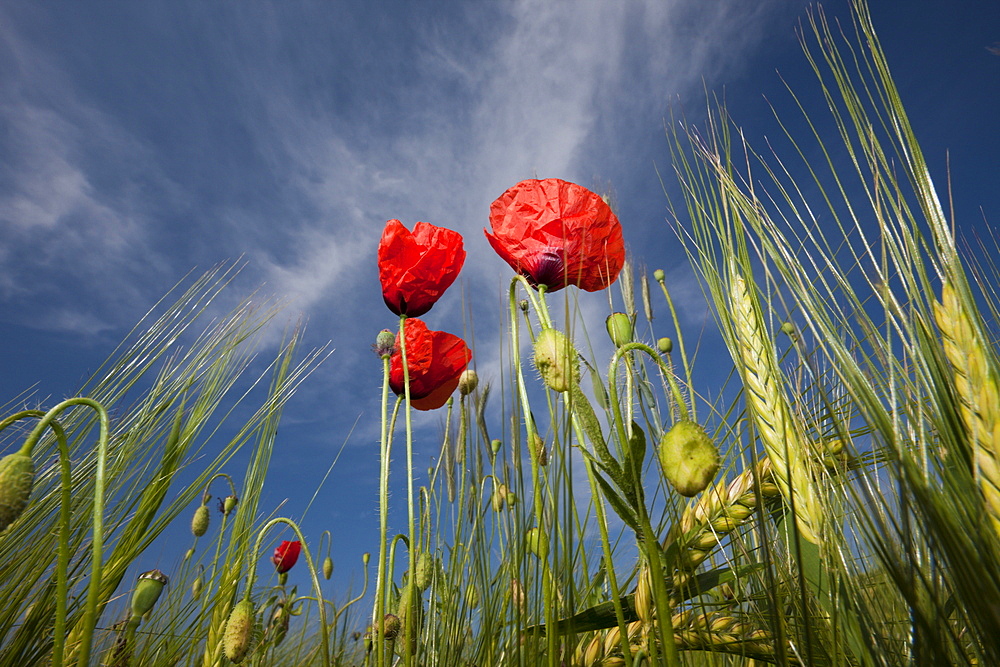 Red Poppy in Corn Field, Papaver rhoeas, Munich, Bavaria, Germany