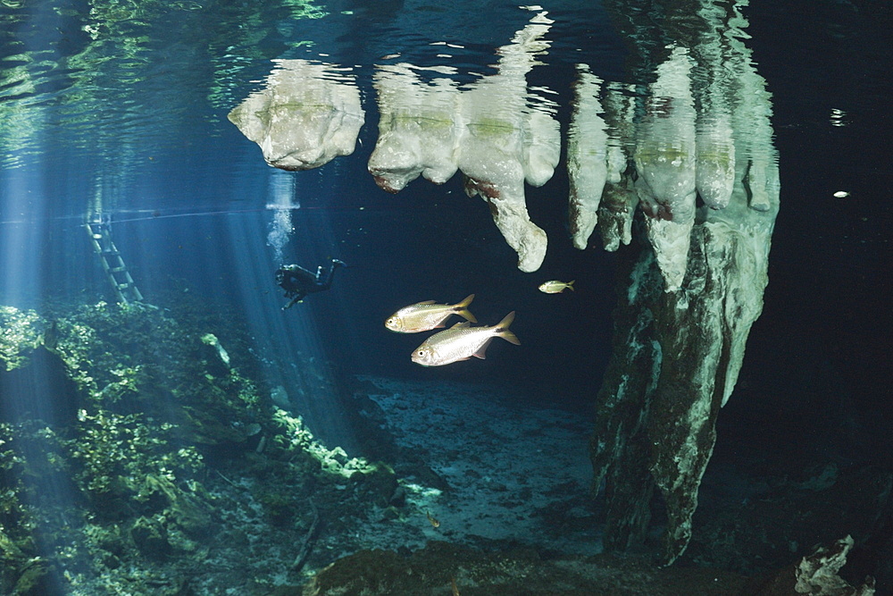 Stalactites in Gran Cenote, Tulum, Yucatan Peninsula, Mexico