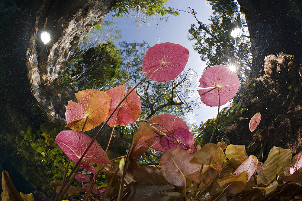 Water Lilies in Gran Cenote, Tulum, Yucatan Peninsula, Mexico