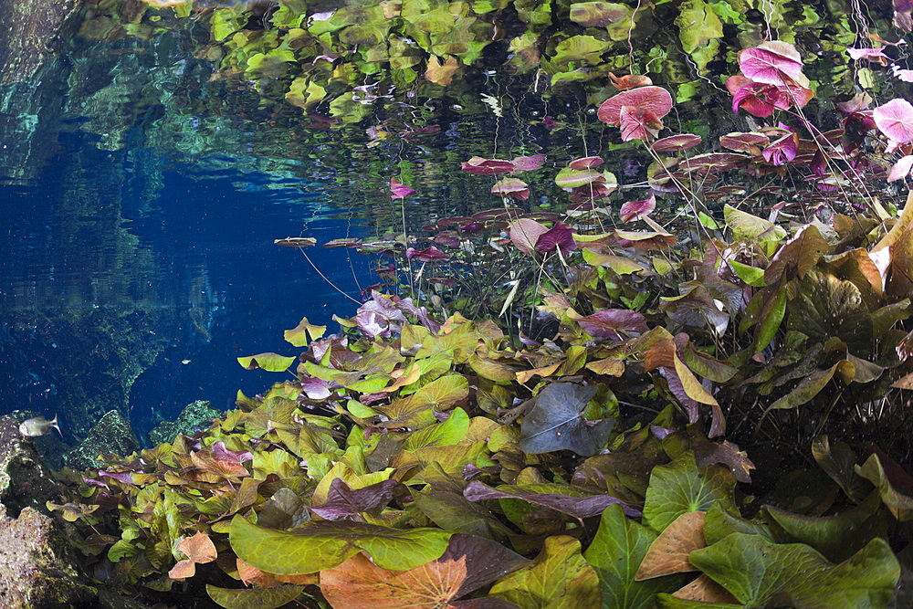 Water Lilies in Gran Cenote, Tulum, Yucatan Peninsula, Mexico