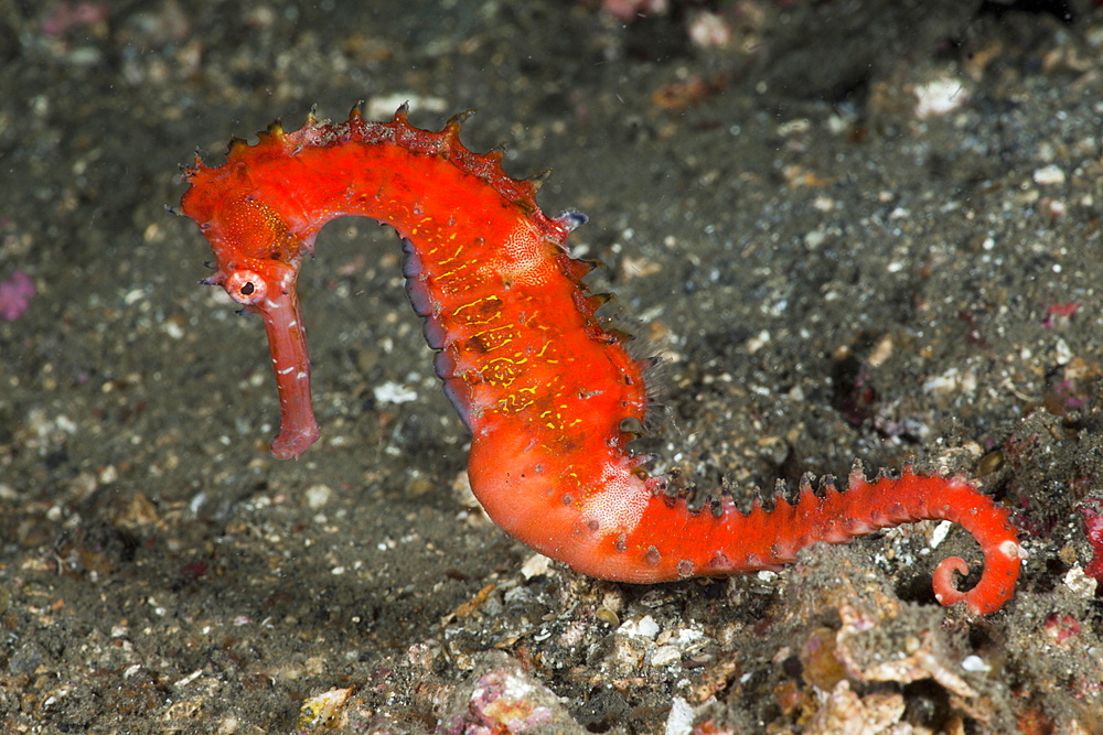 Thorny Sea Horse, Hippocampus hystrix, Lembeh Strait, North Sulawesi, Indonesia