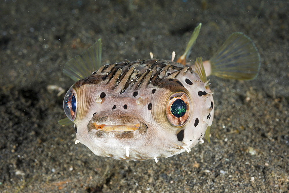 Balloon Porcupinefish, Diodon holocanthus, Lembeh Strait, North Sulawesi, Indonesia