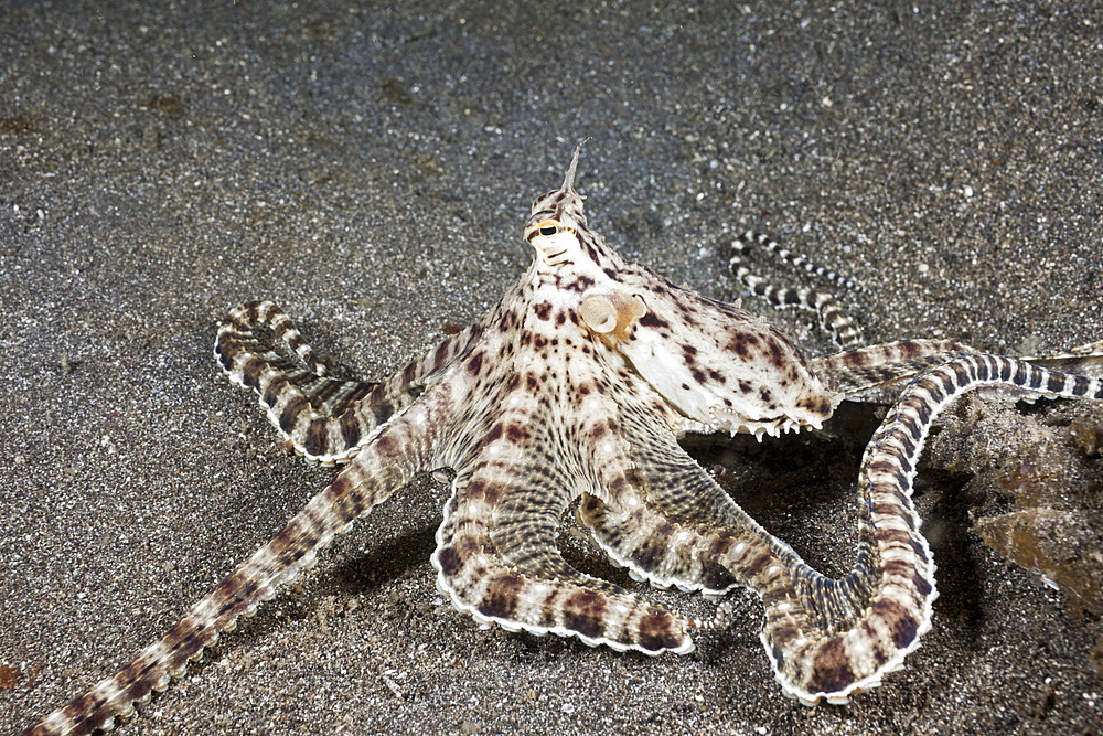 Mimic Octopus, Thaumoctopus mimicus, Lembeh Strait, North Sulawesi, Indonesia