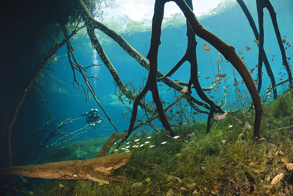 Scuba Diver in Car Wash Cenote Aktun Ha, Tulum, Yucatan Peninsula, Mexico