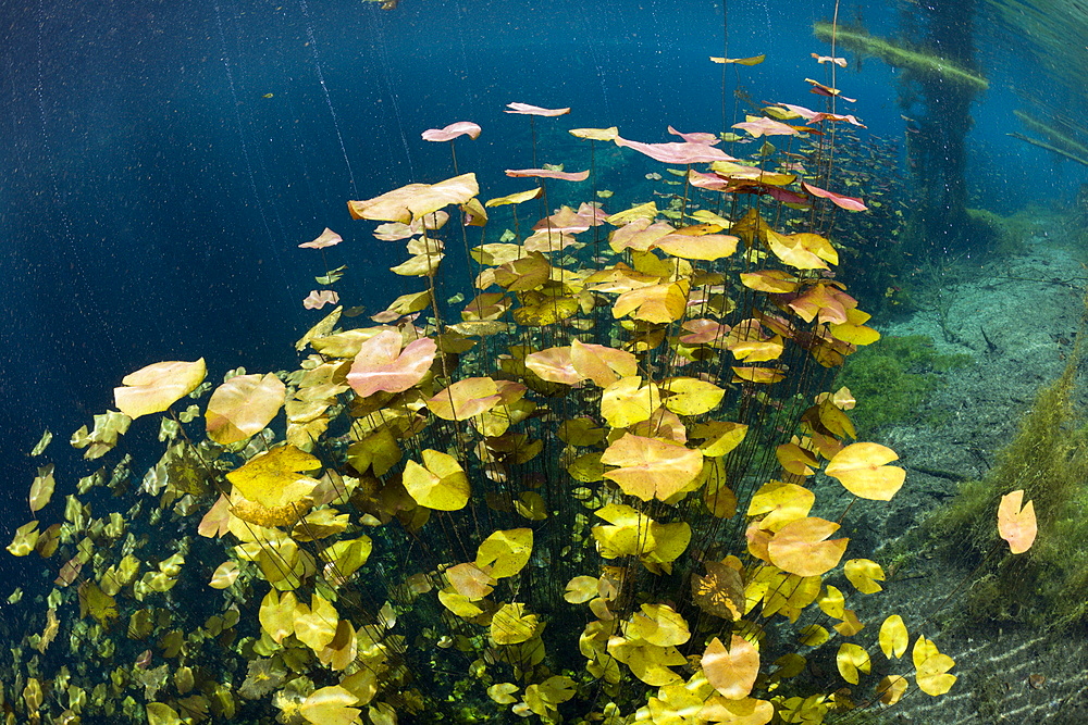 Water Lilies in Car Wash Cenote Aktun Ha, Tulum, Yucatan Peninsula, Mexico