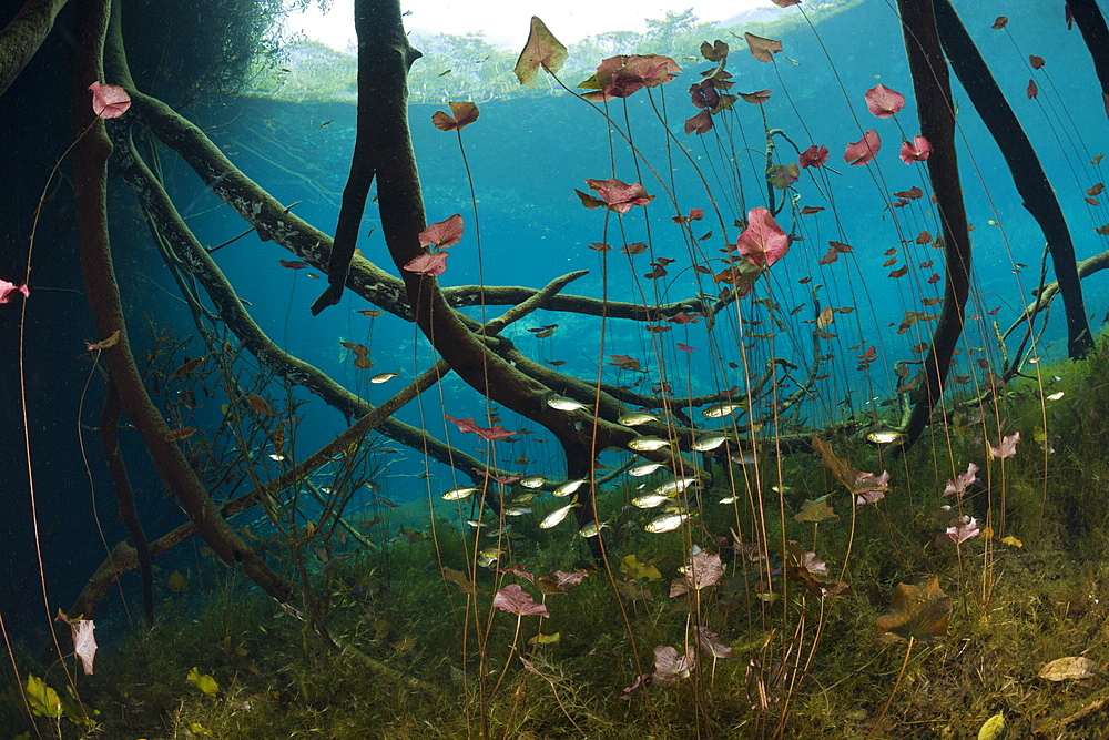 Water Lilies and Shoal of Tetra in Cenote, Astyanax aeneus, Tulum, Yucatan Peninsula, Mexico