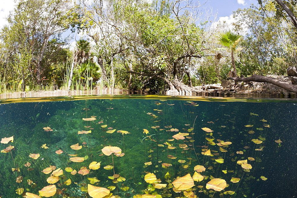 Water Lilies in Car Wash Cenote Aktun Ha, Tulum, Yucatan Peninsula, Mexico