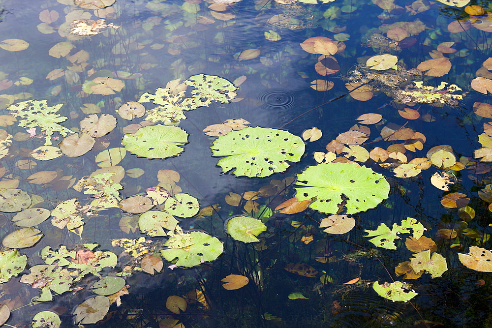 Water Lilies in Car Wash Cenote Aktun Ha, Tulum, Yucatan Peninsula, Mexico