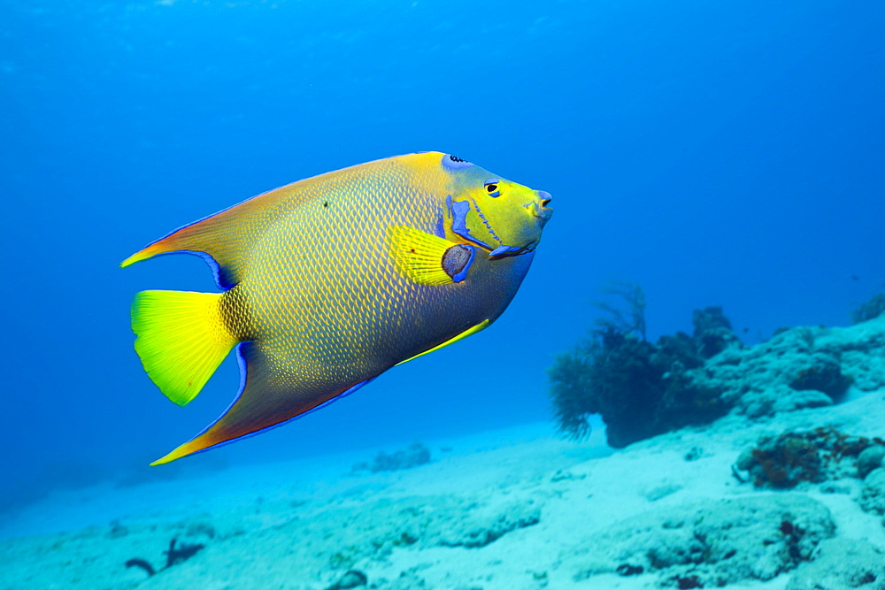 Queen Angelfish, Holacanthus ciliaris, Cozumel, Caribbean Sea, Mexico