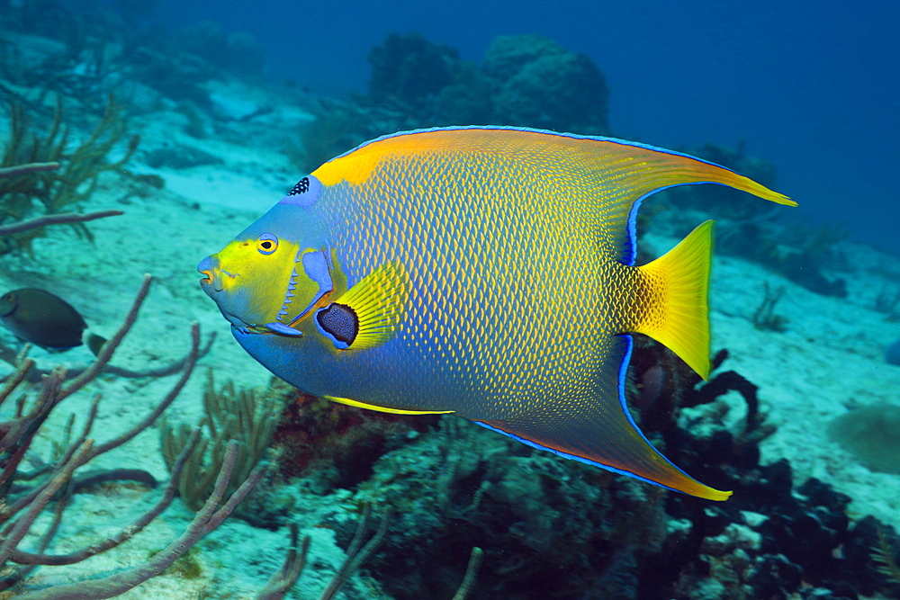 Queen Angelfish, Holacanthus ciliaris, Cozumel, Caribbean Sea, Mexico