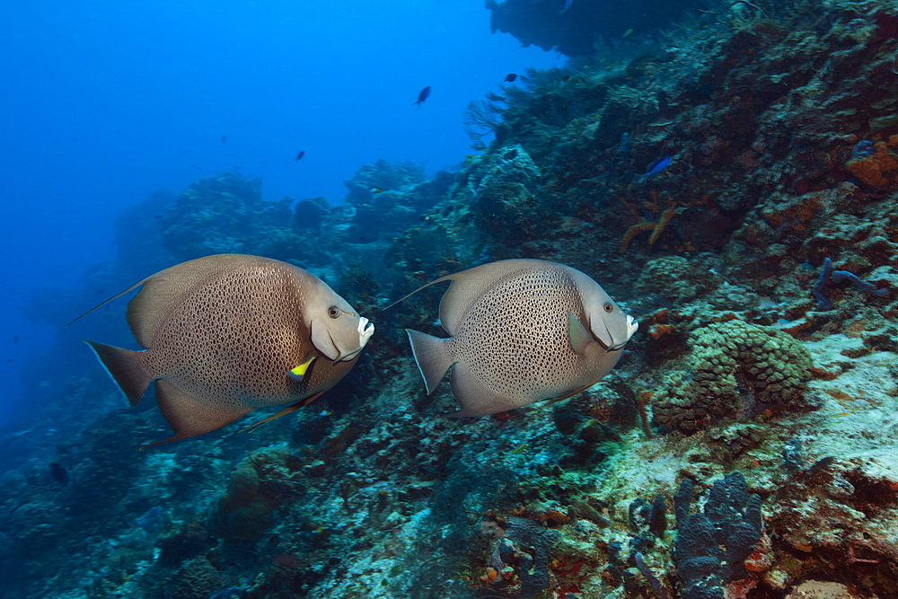 Gray Angelfish, Pomacanthus arcuatus, Cozumel, Caribbean Sea, Mexico