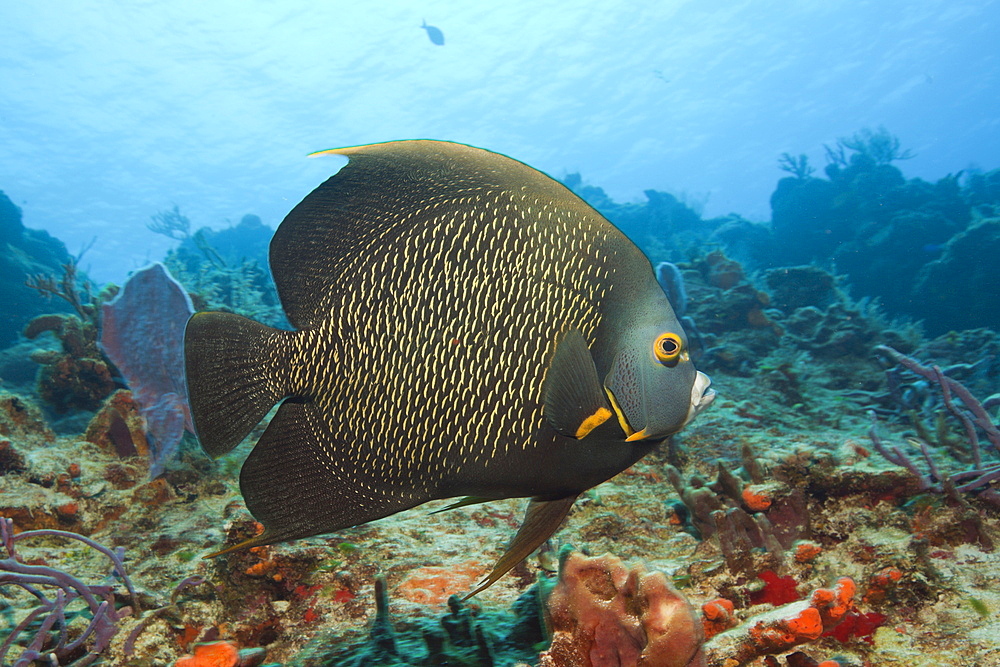 French Angelfish, Pomacanthus paru, Cozumel, Caribbean Sea, Mexico