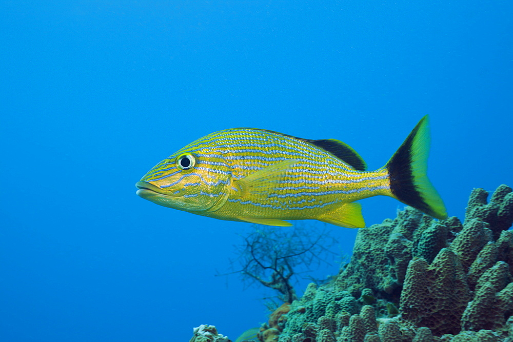 Bluestriped Grunt, Haemulon sciurus, Cozumel, Caribbean Sea, Mexico