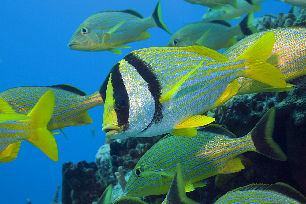 Porkfish and Bluestriped Grunt, Anisotremus virginicus, Haemulon sciurus, Cozumel, Caribbean Sea, Mexico