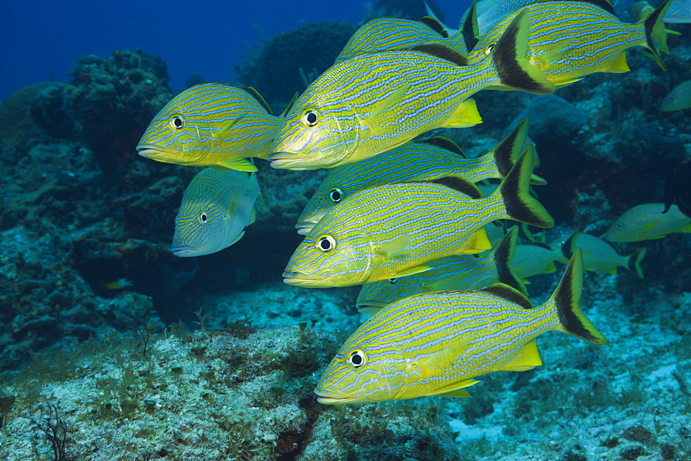 Bluestriped Grunt, Haemulon sciurus, Cozumel, Caribbean Sea, Mexico