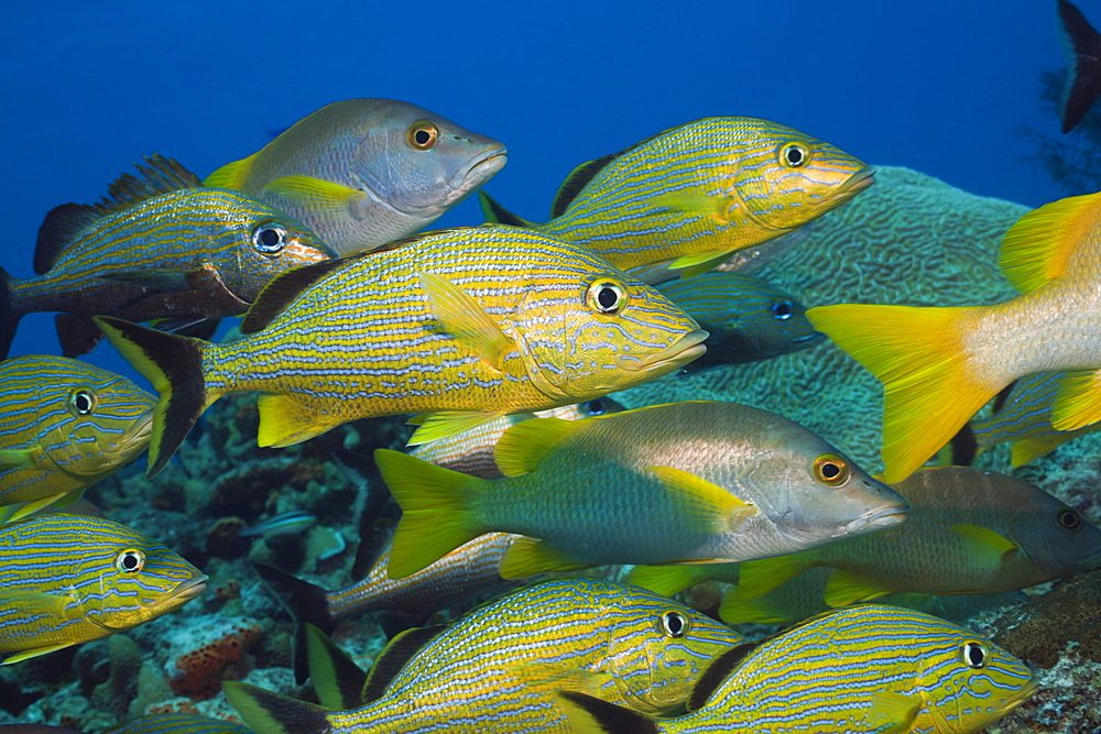 Bluestriped Grunt and Schoolmaster, Haemulon sciurus, Lutjanus apodus, Cozumel, Caribbean Sea, Mexico