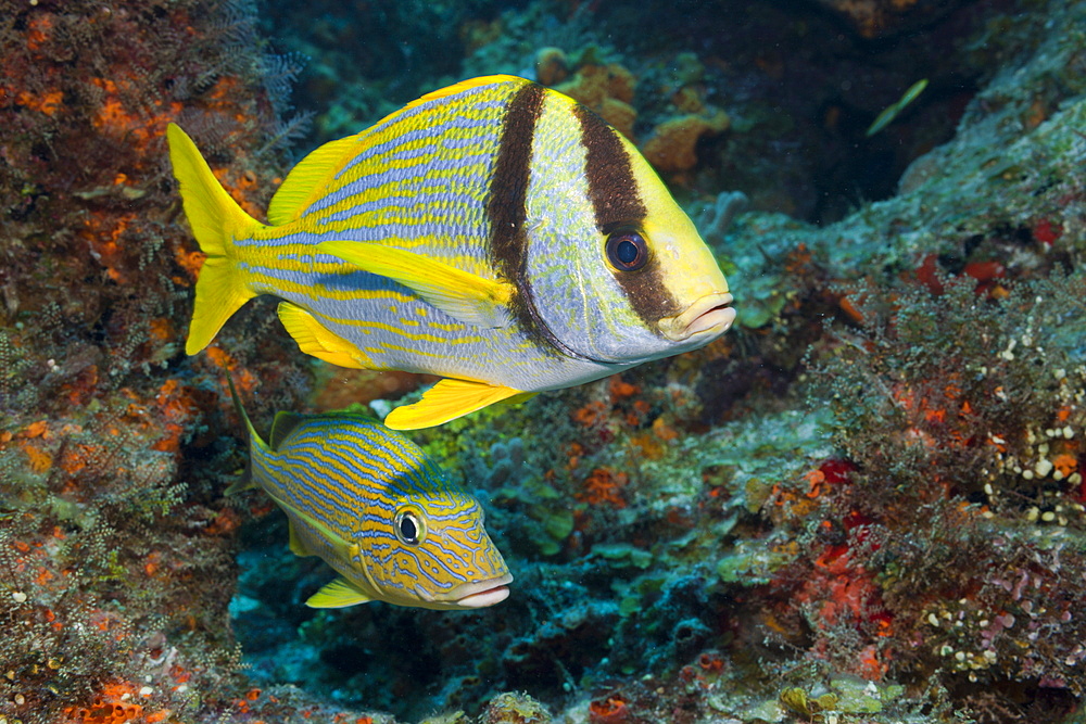 Porkfish and Blustriped Grunt, Anisotremus virginicus, Haemulon sciurus, Cozumel, Caribbean Sea, Mexico