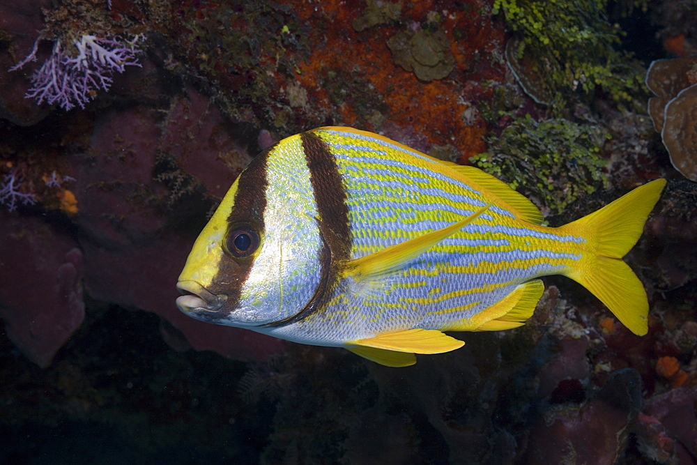 Porkfish, Anisotremus virginicus, Cozumel, Caribbean Sea, Mexico