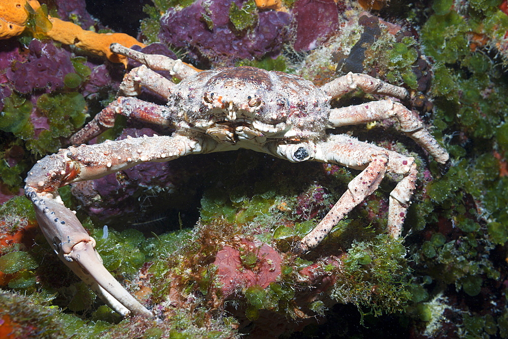 Reef Spider Crab, Mithrax spinosissimus, Cozumel, Caribbean Sea, Mexico