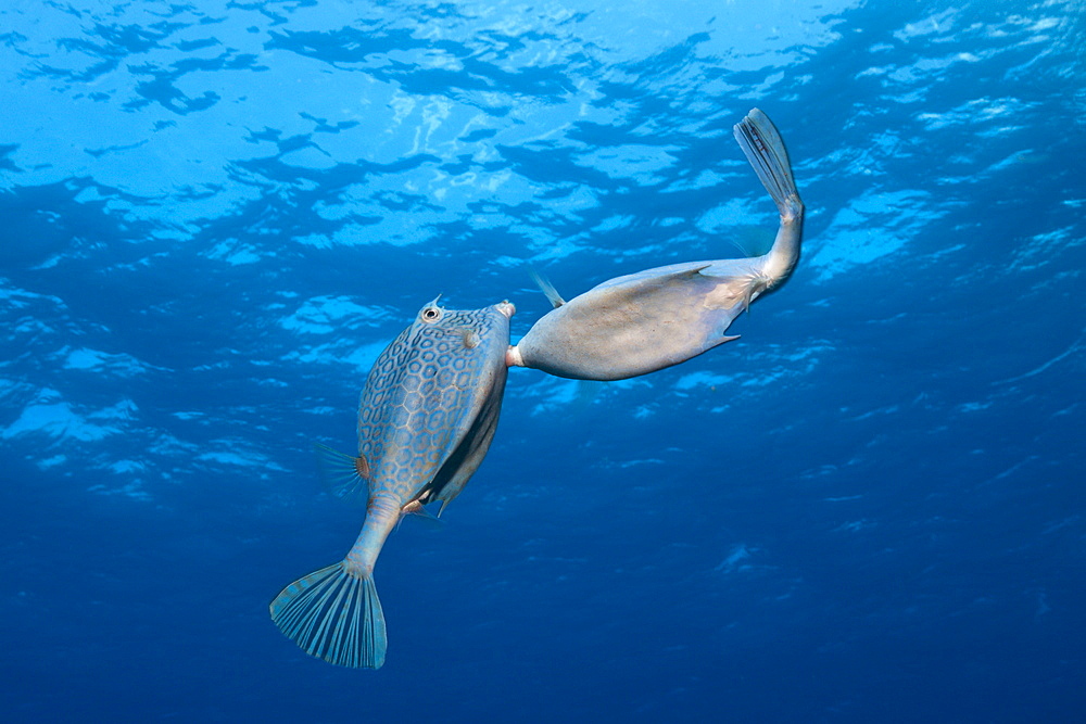 Honeycomb Cowfish Courtship display, Lactophrys polygonia, Cozumel, Caribbean Sea, Mexico