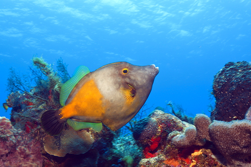 Whitespotted Filefish, Cantherines macrocerus, Cozumel, Caribbean Sea, Mexico