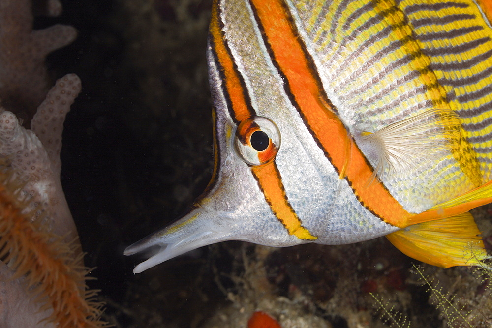 Beaked Coralfish, Chelmon rostratus, Raja Ampat, West Papua, Indonesia