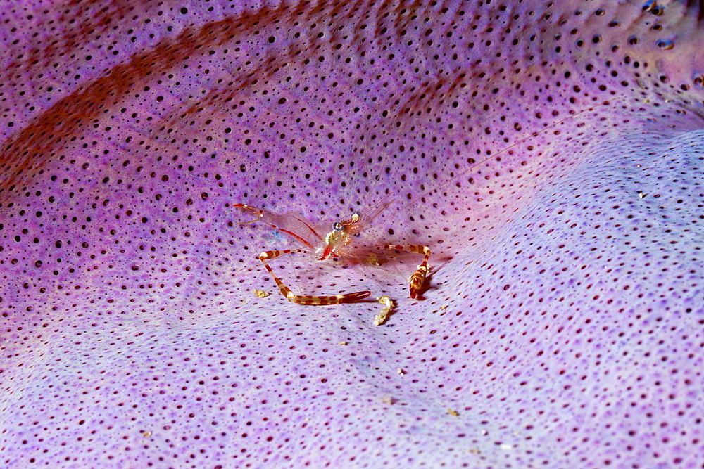 Commensal Shrimp in Sponge, Periclimenes cf. tenuipes, Raja Ampat, West Papua, Indonesia