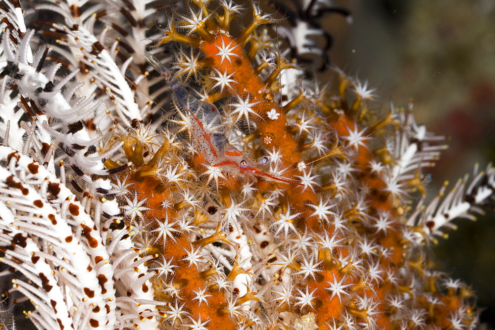 Commensal Shrimp in Coral Polyps, Periclimenes psamathe, Raja Ampat, West Papua, Indonesia