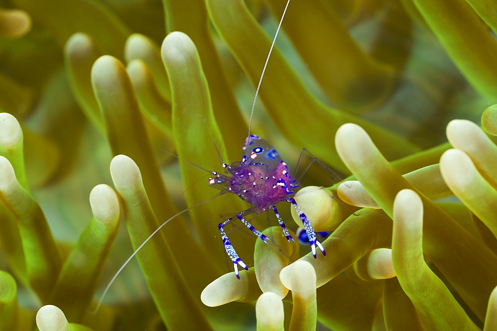 Anemone Comensal Shrimp, Periclimenes tosaensis, Raja Ampat, West Papua, Indonesia