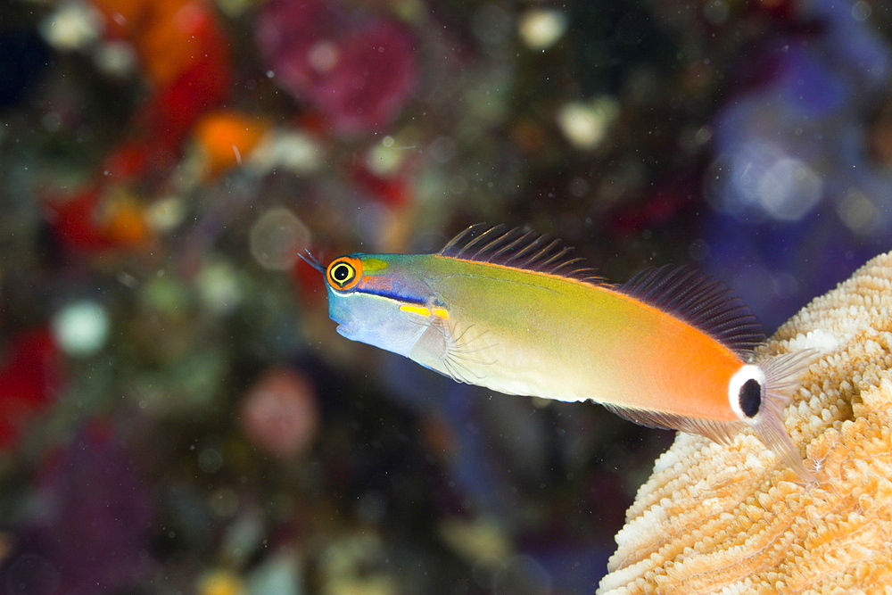 Tail-spot Combtooth Blenny, Ecsenius stigmatura, Raja Ampat, West Papua, Indonesia