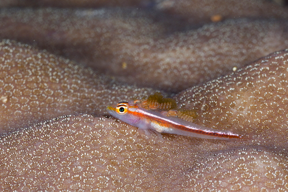 Ghost Goby with Parasits, Pleurosicya micheli, Raja Ampat, West Papua, Indonesia