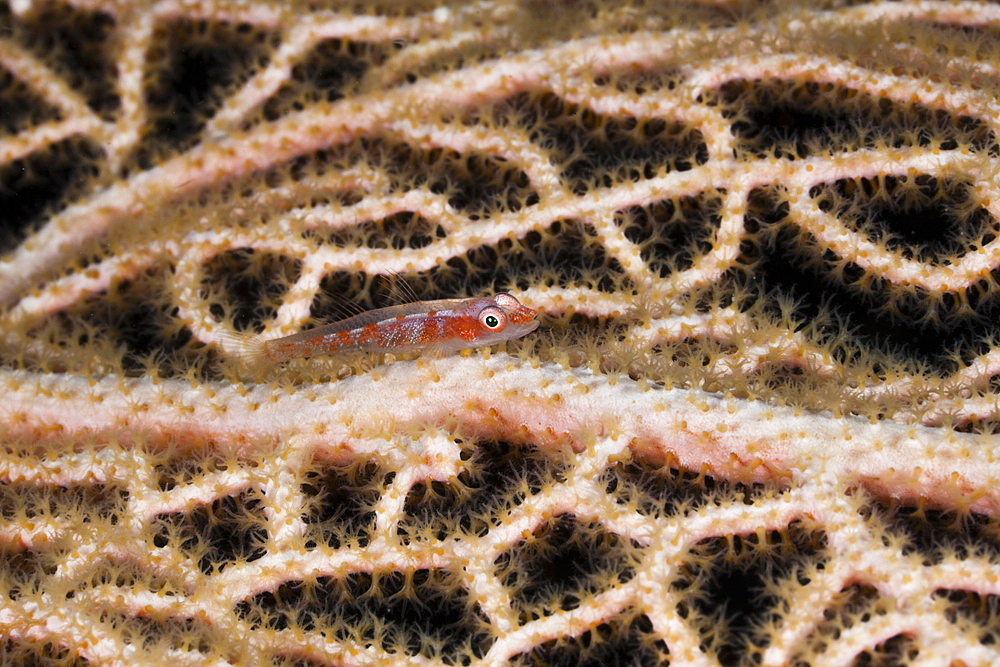 Ghost Goby on Seafan, Pleurosicya sp., Raja Ampat, West Papua, Indonesia