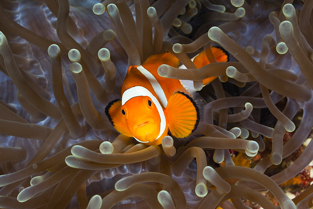 Clown Anemonefish, Amphiprion ocellaris, Raja Ampat, West Papua, Indonesia