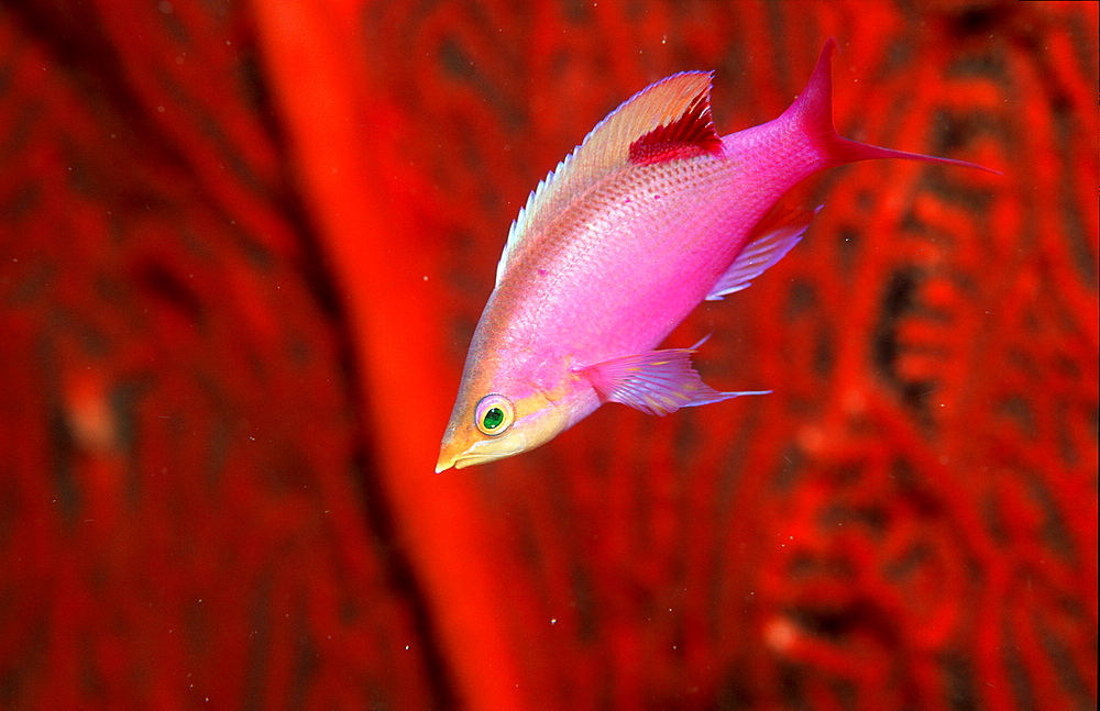 Yellowback anthias, Pseudanthias tuka, Palau, Pacific ocean