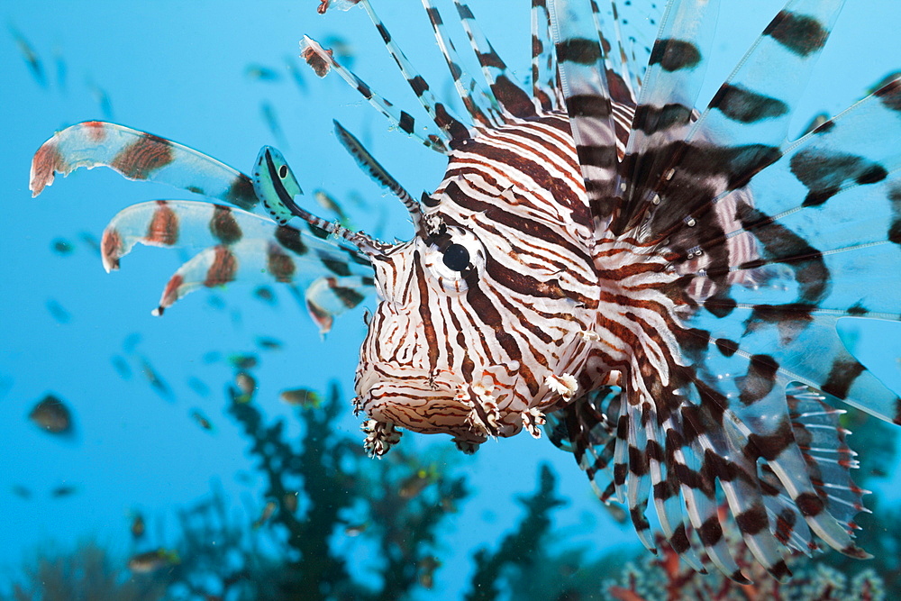 Lionfish, Pterois volitans, Raja Ampat, West Papua, Indonesia