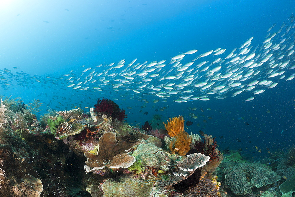 Mosaic Fusilier over Coral Reef, Pterocaesio tesselata, Raja Ampat, West Papua, Indonesia