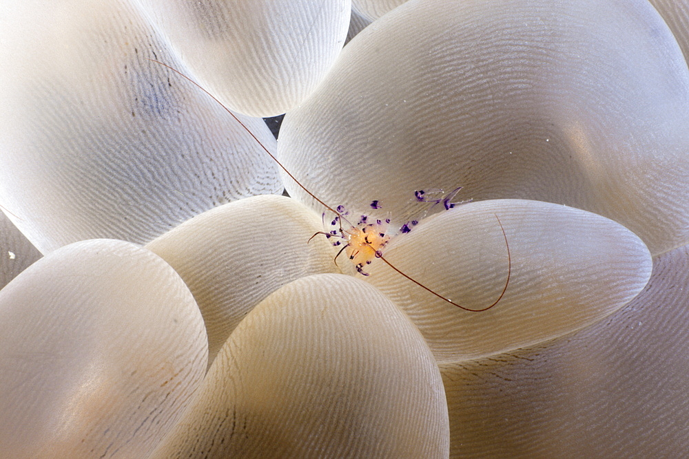 Bubble Coral Shrimp, Vir philippinensis, Plerogyra sinuosa, Raja Ampat, West Papua, Indonesia