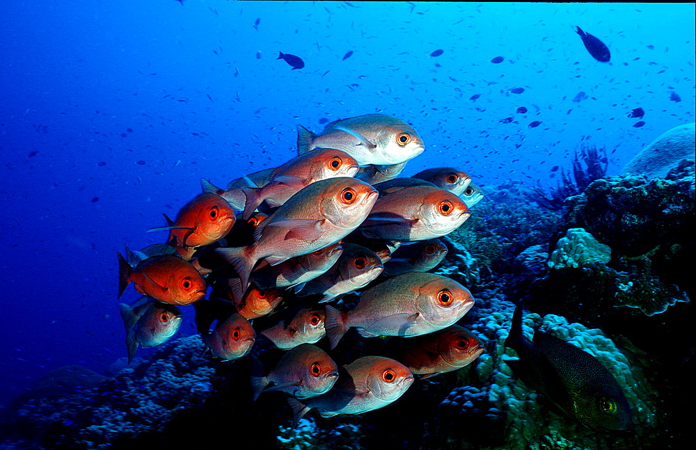 Crescent-tail bigeye, Priacanthus hamrur, Papua New Guinea, Pacific ocean